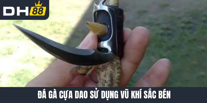 Đá gà cựa dao sử dụng vũ khí sắc bén