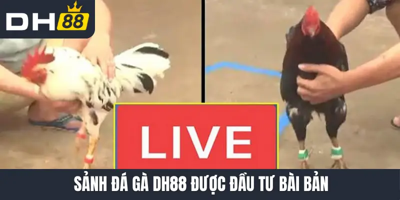 Sảnh đá gà DH88 được đầu tư bài bản